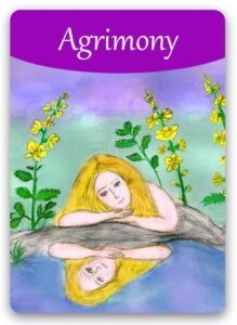 agrimony-bach-flower1 (1)
