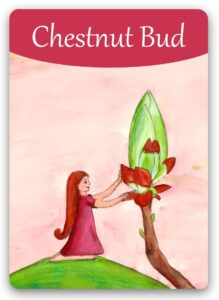 chestnut-bud-bach-flower (1)