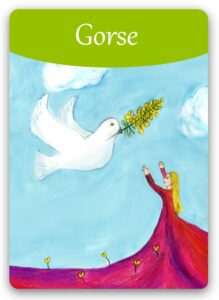 gorse-bach-flower (1)