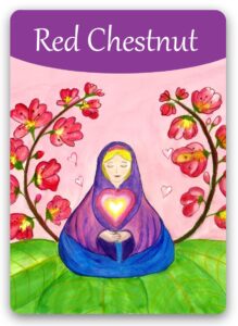 red-chestnut-bach-flower1