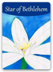 star-of-bethlehem-bach-flower1