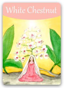 white-chestnut-bach-flower